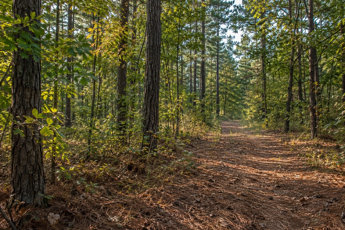 Wooded and Forested Land in South Carolina